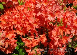 Рододендрон японский, Rhododendron japonicum